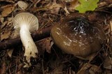 Hygrophorus fuligineus image