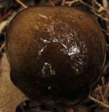 Hygrophorus fuligineus image