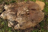 Boletopsis grisea image