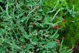 Cladonia umbricola image