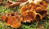 Pseudomerulius curtisii image