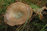 Lactarius chelidonium image