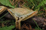 Lactarius chelidonium image