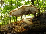 Pholiota limonella image