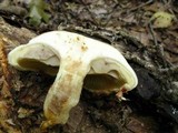Pholiota limonella image