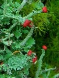 Cladonia umbricola image