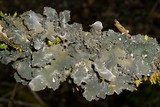Nephroma resupinatum image