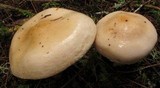 Hygrophorus pudorinus image