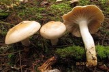 Hygrophorus pudorinus image