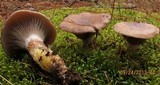 Gomphidius glutinosus image
