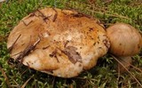 Tricholoma focale image