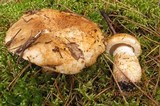 Tricholoma focale image
