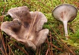 Cantharellula umbonata image