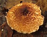 Lepiota cortinarius image