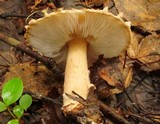 Lepiota cortinarius image