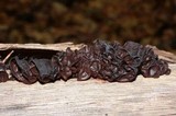 Exidia recisa image