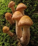 Armillaria solidipes image