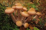 Armillaria solidipes image