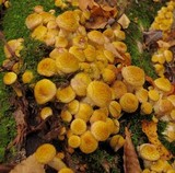 Armillaria solidipes image