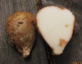 Rhizopogon rubescens image