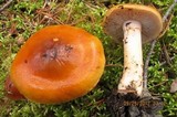 Cortinarius mucosus image
