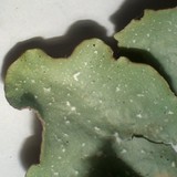 Flavopunctelia soredica image