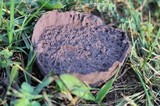 Calvatia cyathiformis image