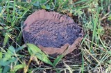 Calvatia cyathiformis image