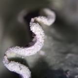 Flavopunctelia soredica image