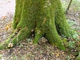 Grifola frondosa image