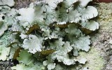 Parmotrema hypotropum image
