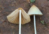 Conocybe apala image