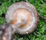 Paxillus involutus image