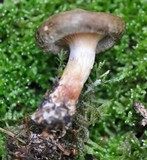 Paxillus involutus image
