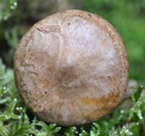 Paxillus involutus image