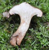 Paxillus involutus image
