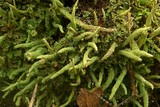 Cladonia umbricola image