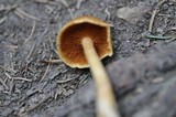 Gymnopilus penetrans image