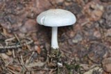 Rhodocollybia maculata image