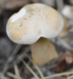 Suillus bovinus image