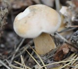 Suillus bovinus image