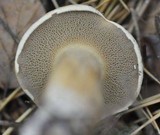 Suillus bovinus image