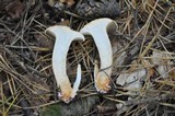 Suillus bovinus image