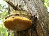 Pyrofomes juniperinus image