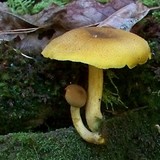 Tricholomopsis decora image