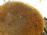 Pyrofomes juniperinus image