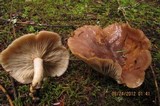 Lactarius affinis image