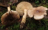 Lactarius vietus image