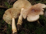 Lactarius vietus image