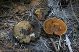 Onnia tomentosa image